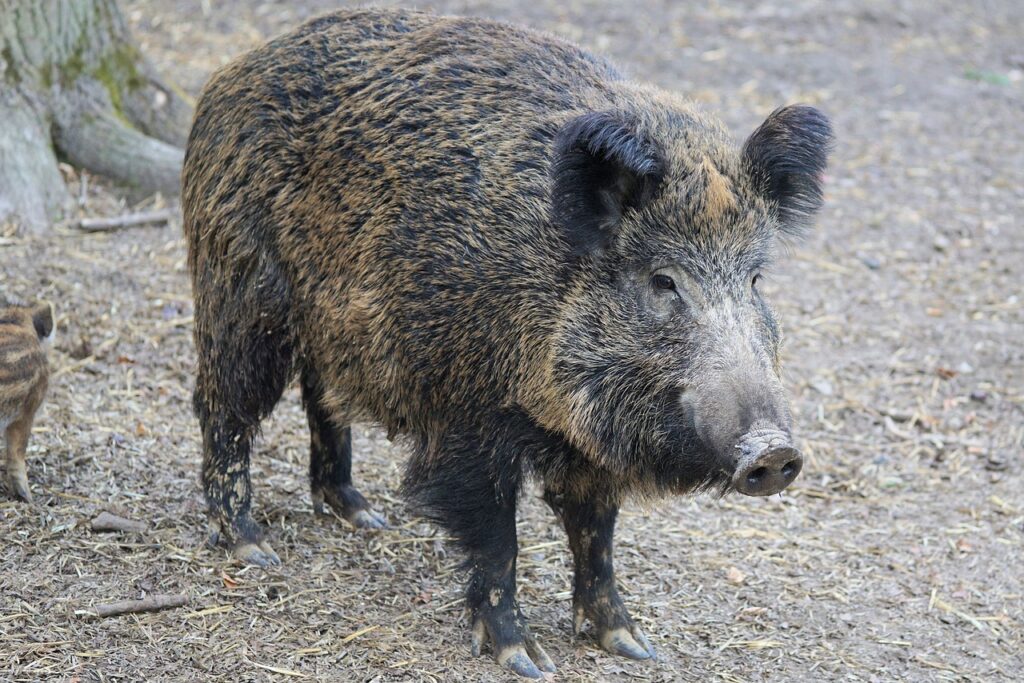 wild boar, pig, sow